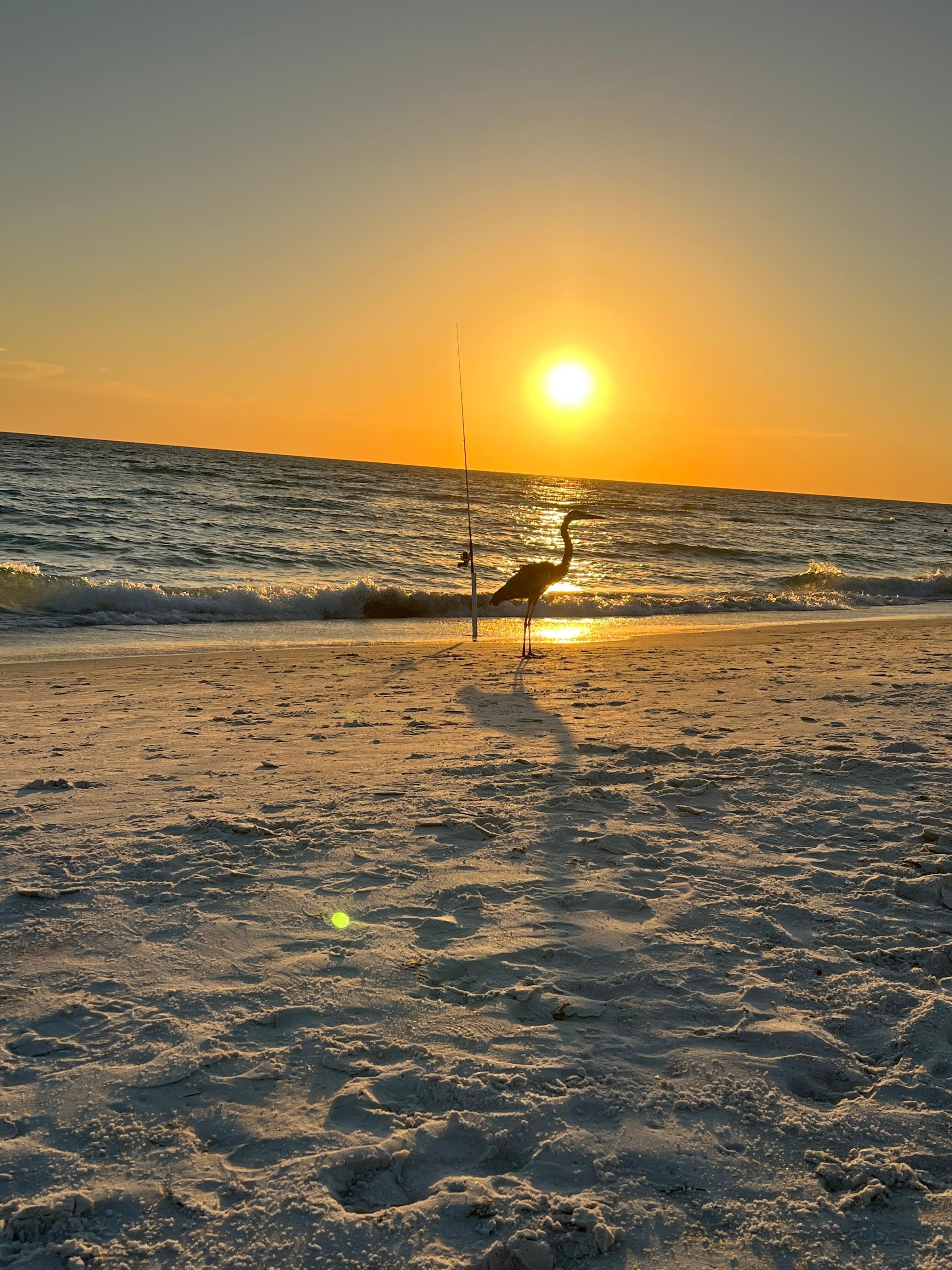 Gus the Blue Heron at sunset.