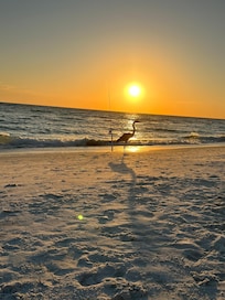 Gus the Blue Heron at sunset.
