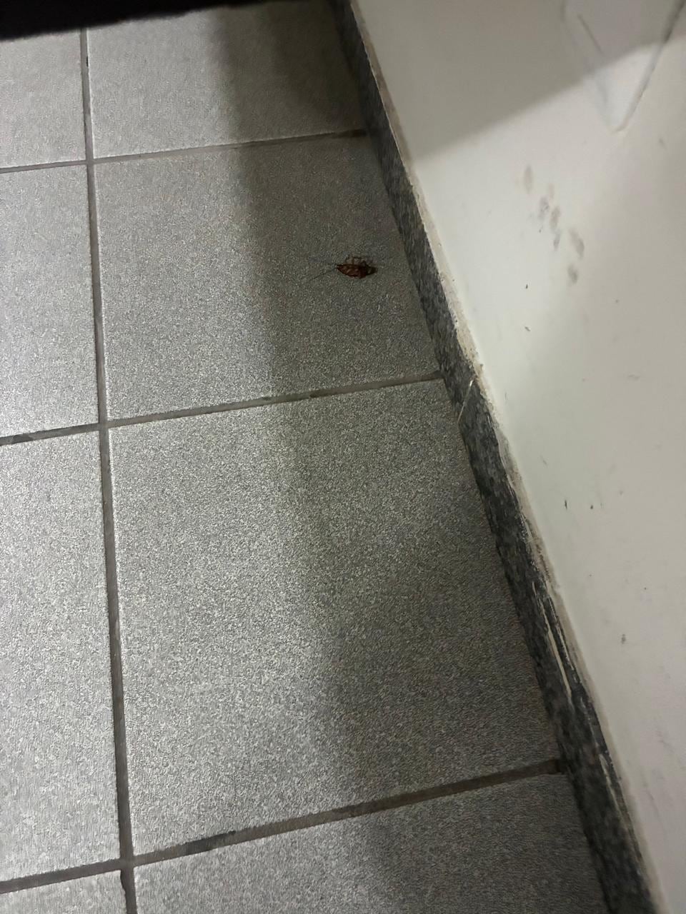 Barata que ficou 24h no quarto!!