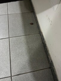 Barata que ficou 24h no quarto!!