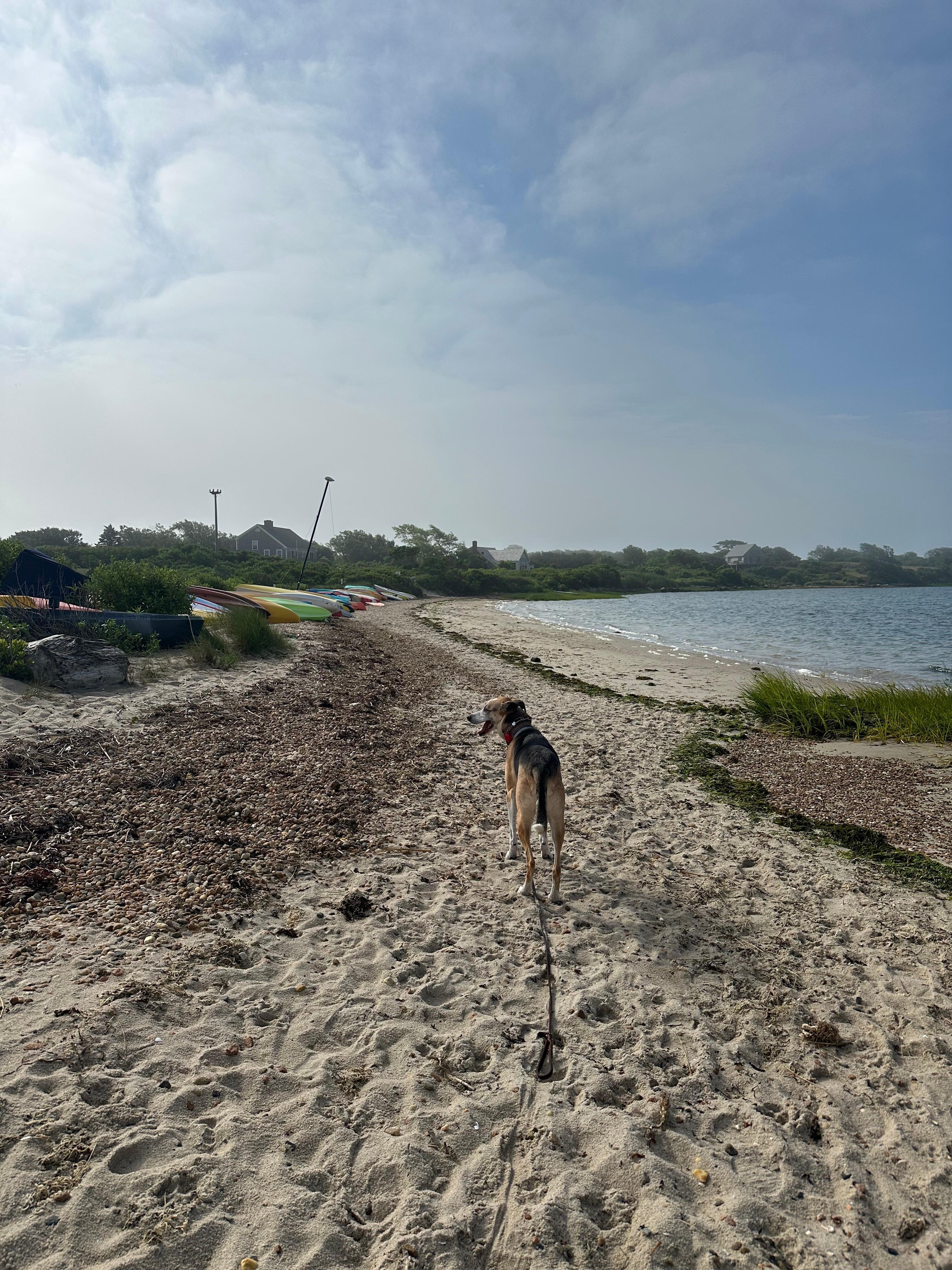 Andy's Way Great Salt Pond 