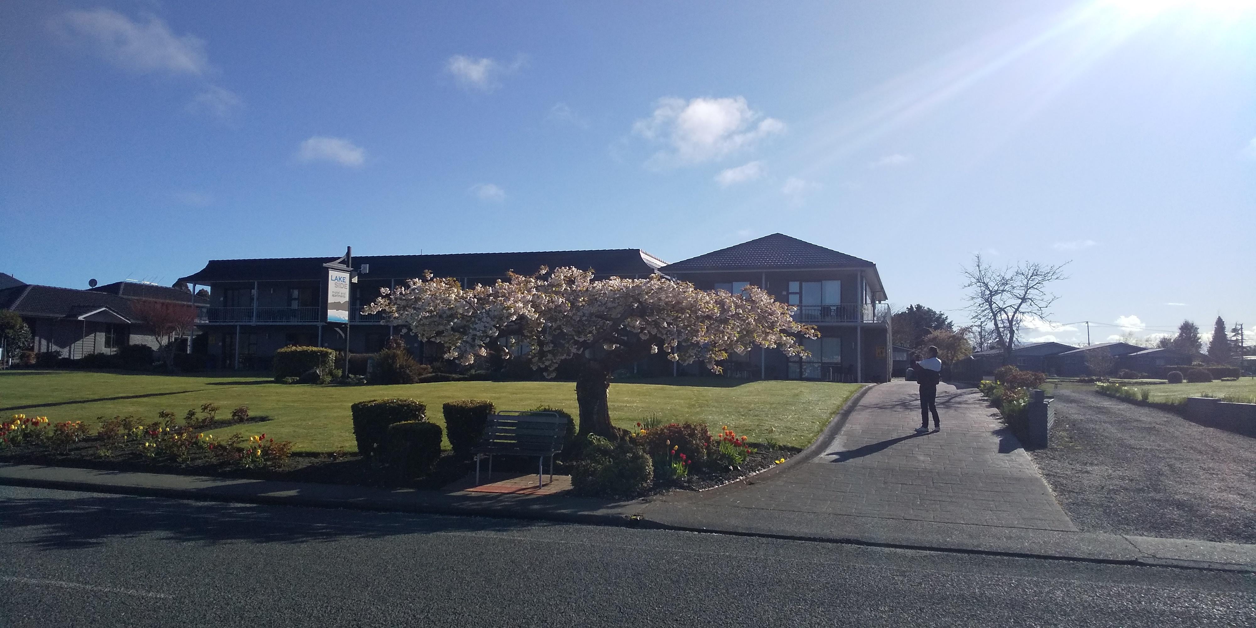 モーテルの前の桜がきれい