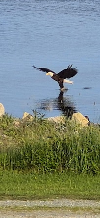 We have many pictures of these beautiful creatures!