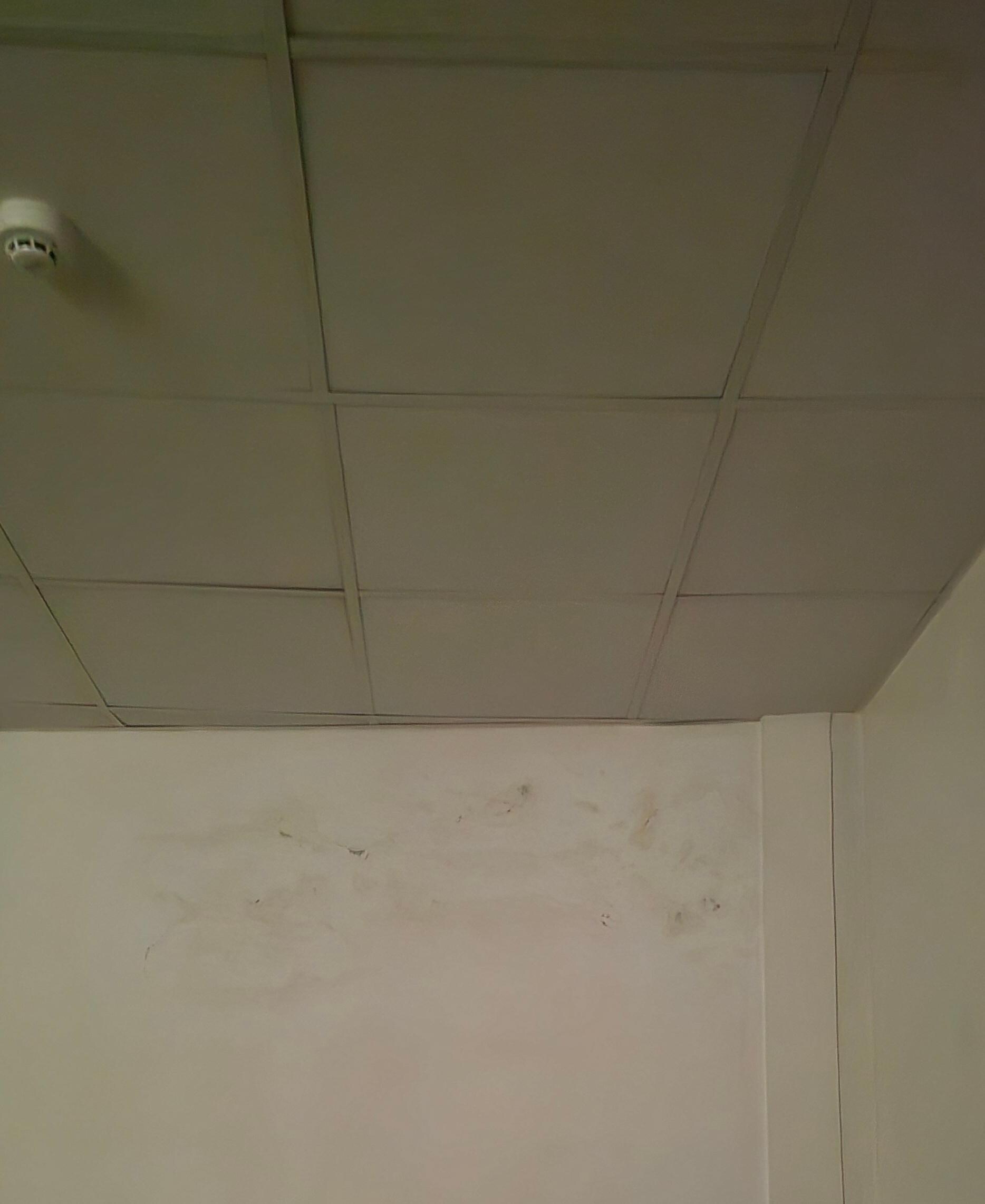mold in bedroom walls