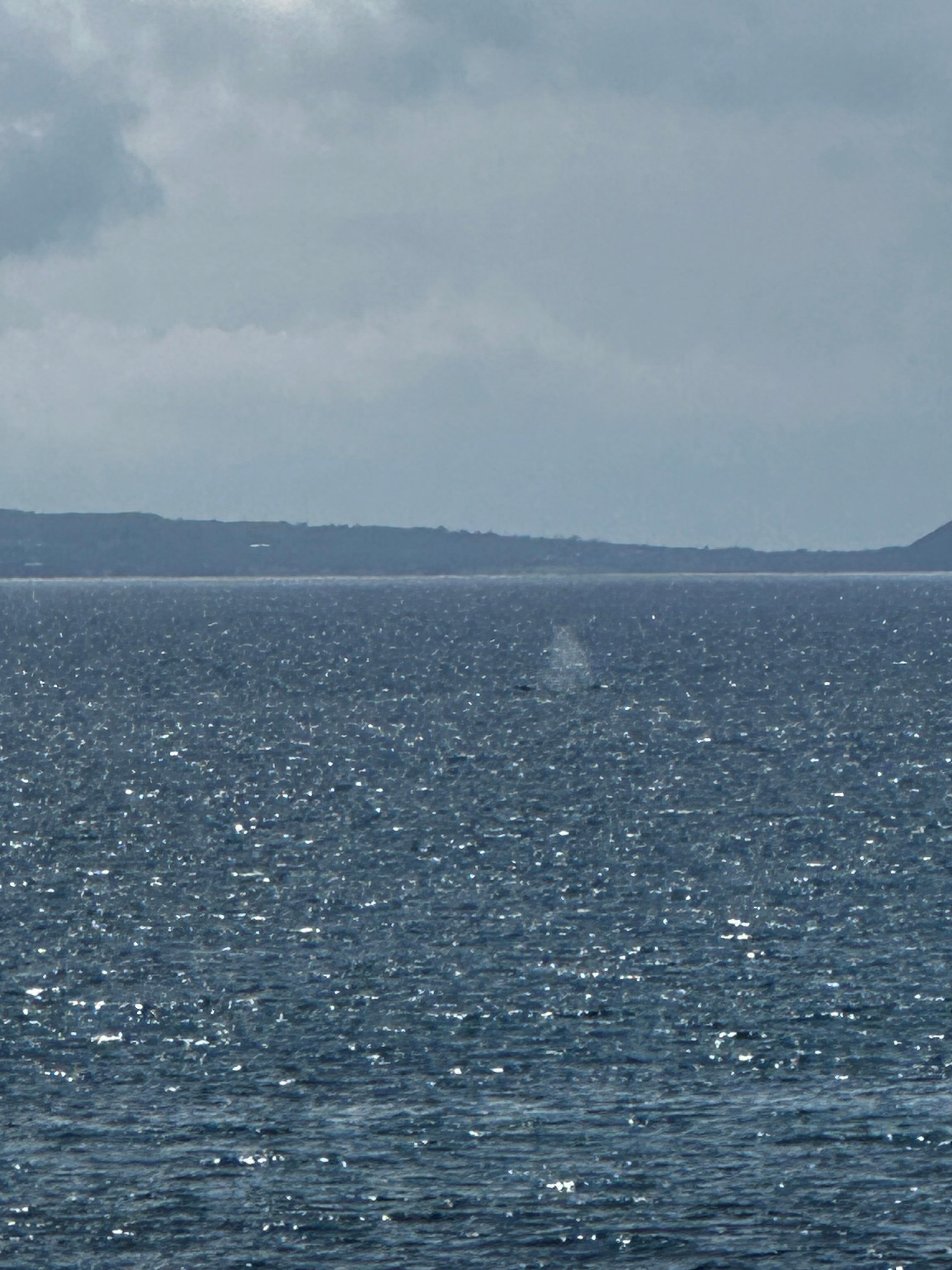 Whales near the property 