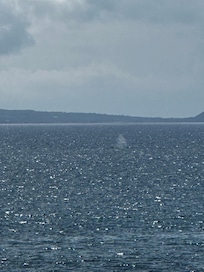 Whales near the property