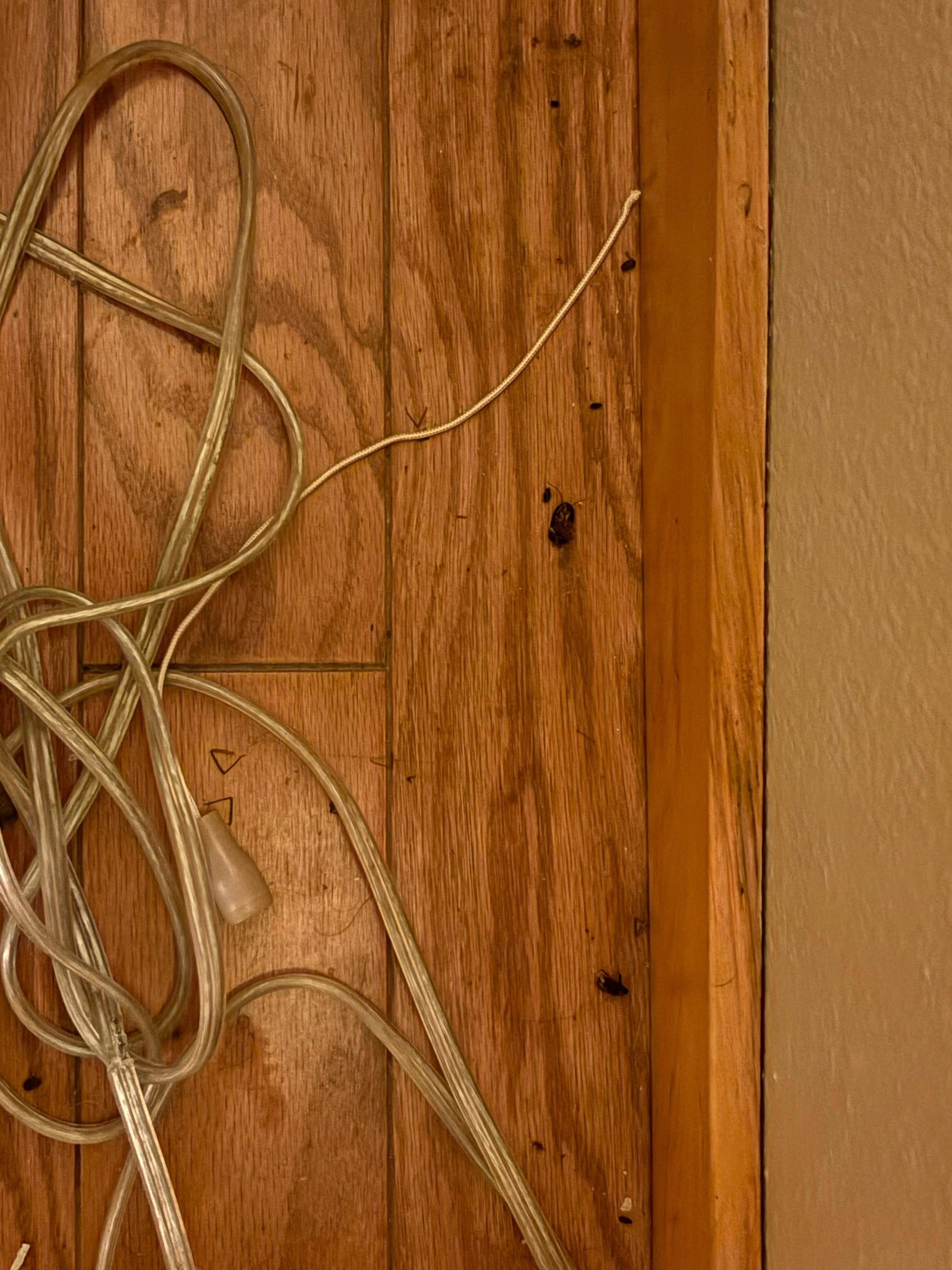 Mouse droppings in the bedroom 