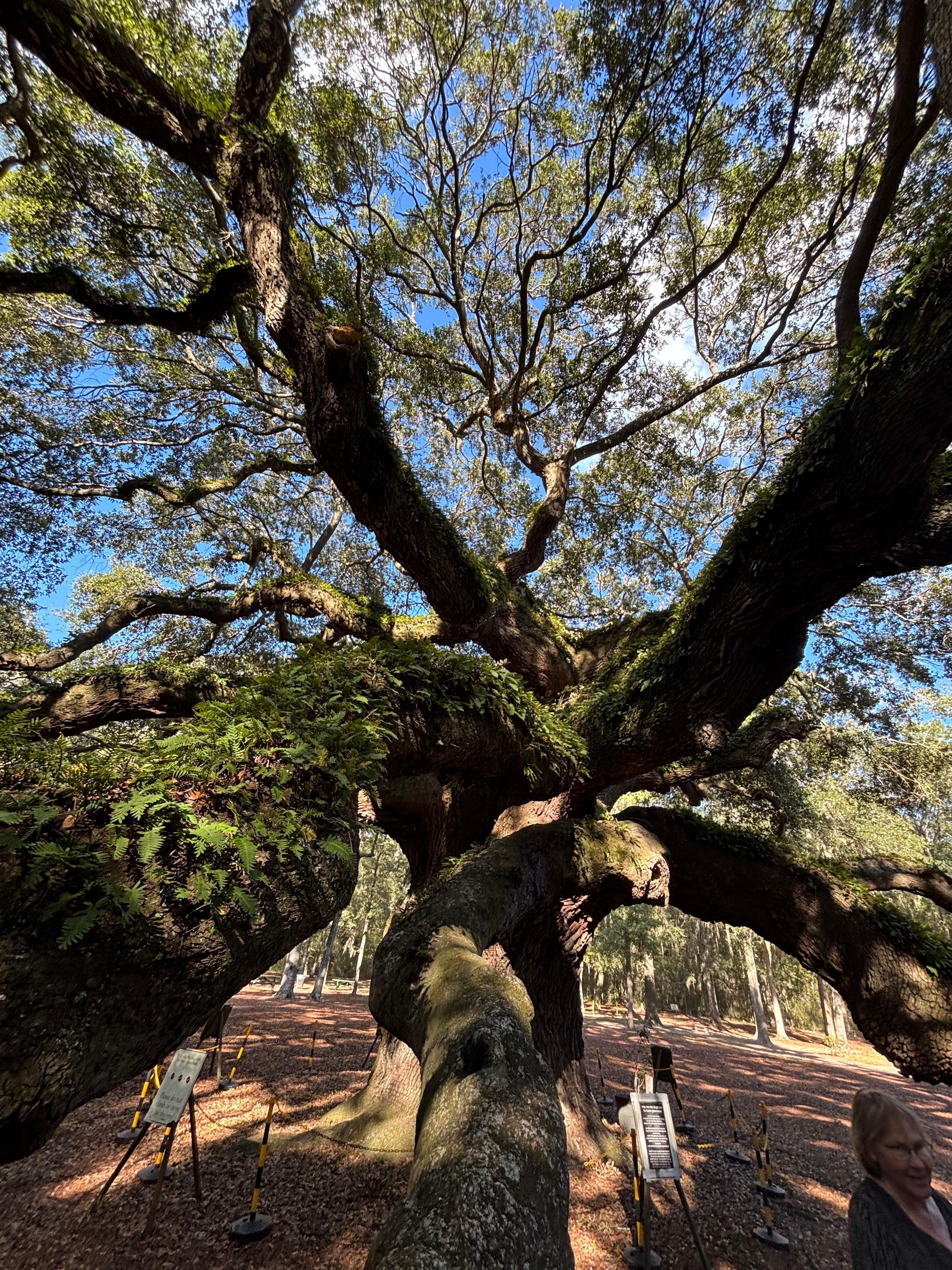 Angel Oak