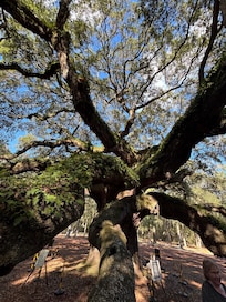 Angel Oak