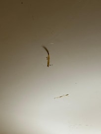 This look like a nasty dried up worm