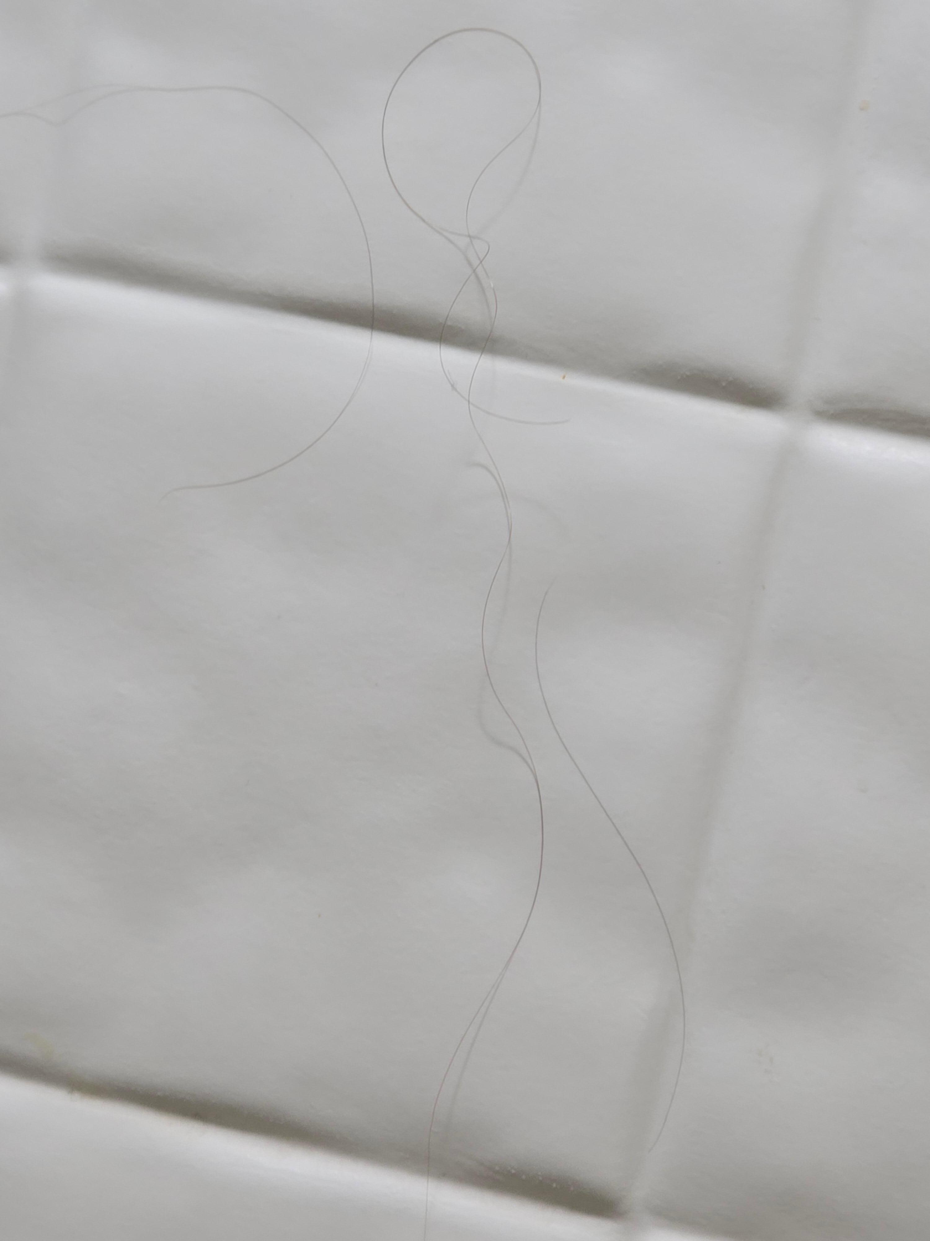 We don't have that color or length of hair.  Was found before we used shower.