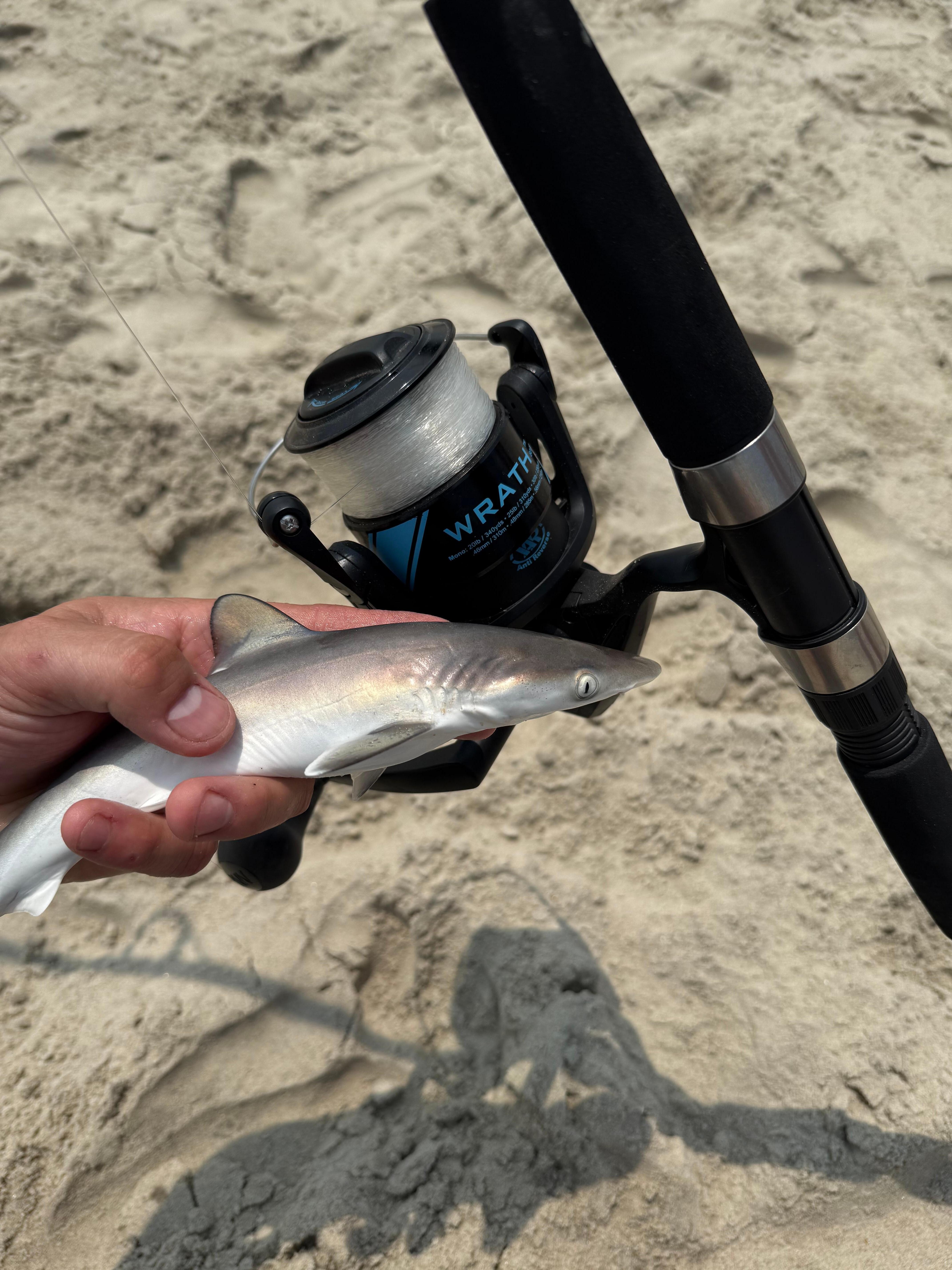 Surf Fishing off beach down road from the house and caught a small Atlantic Sharp nose Shark. 