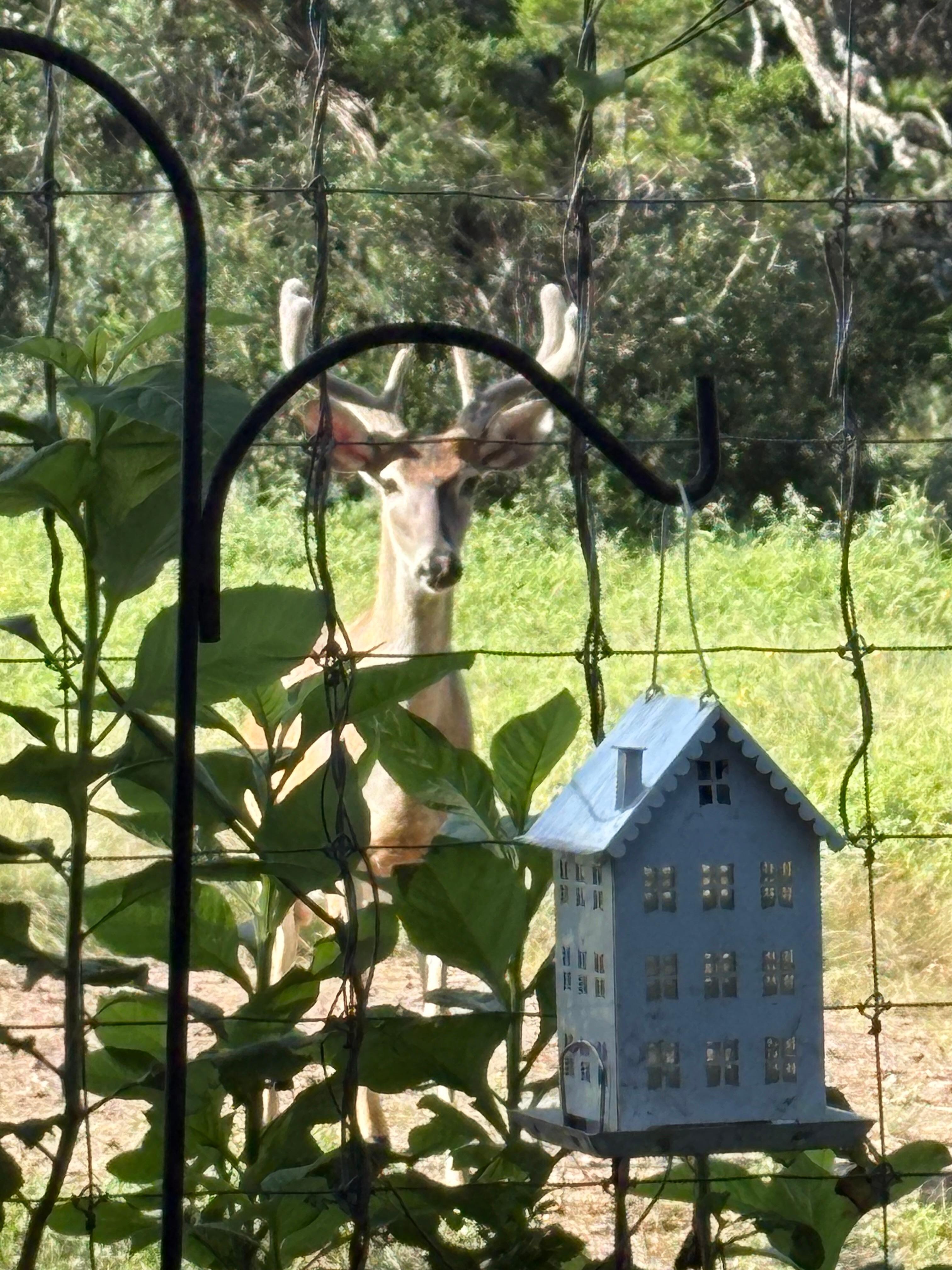 Our daily visitor.