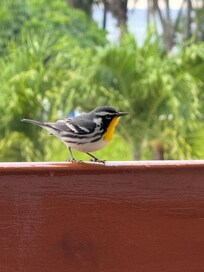 beautiful visitor on the patio