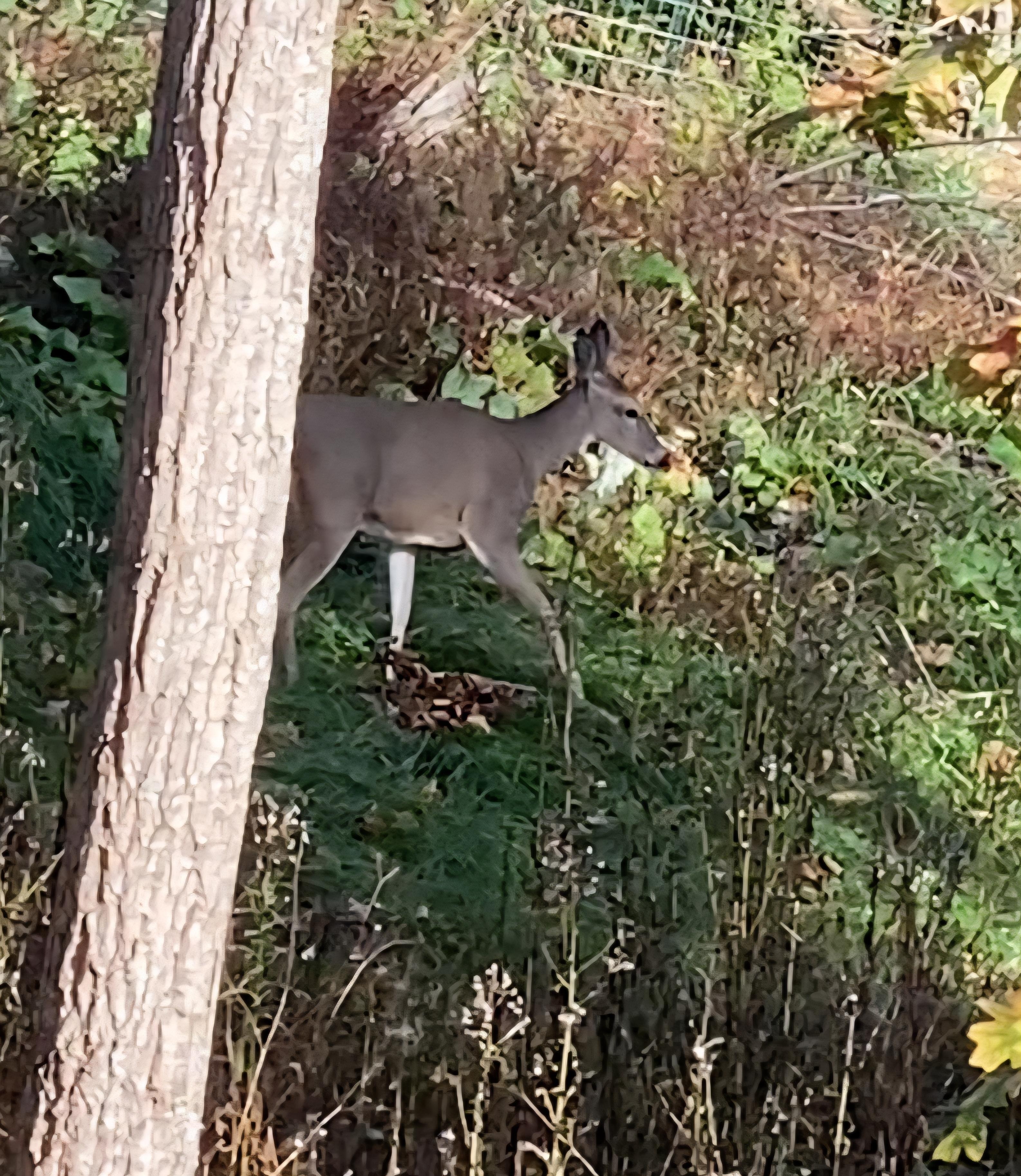 A doe just taking a hike.