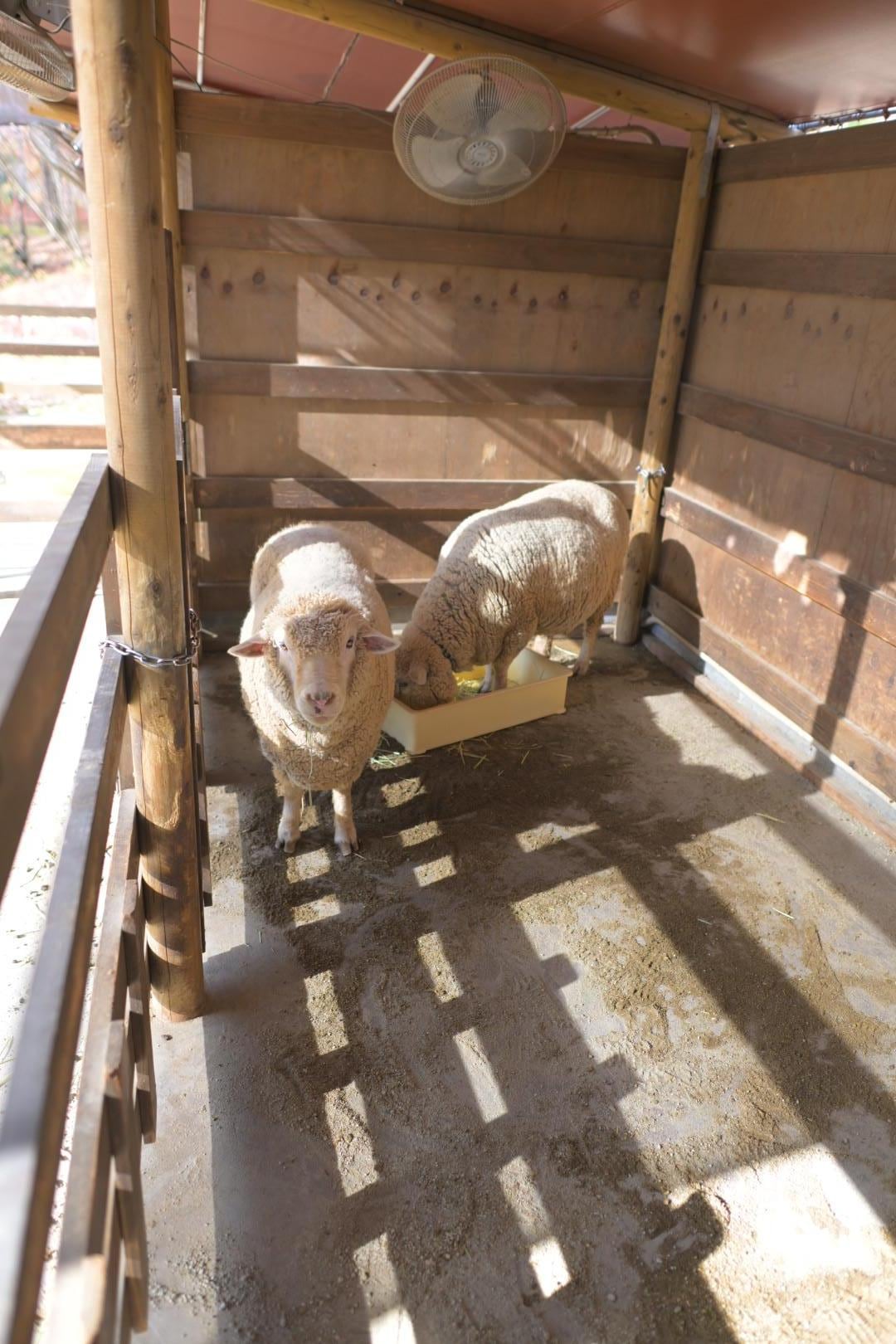 動物ふれあい広場