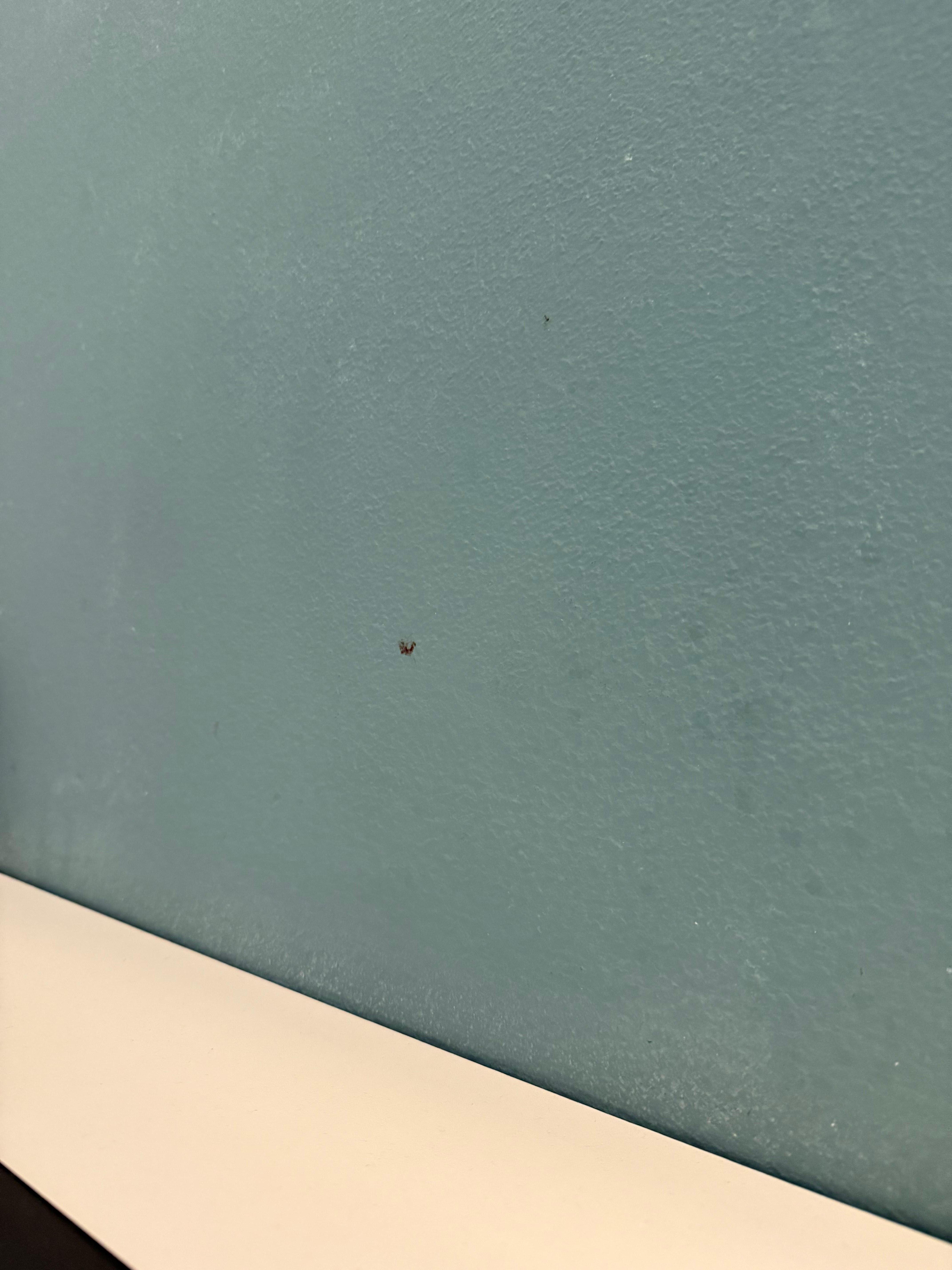 Squashed insect on the wall