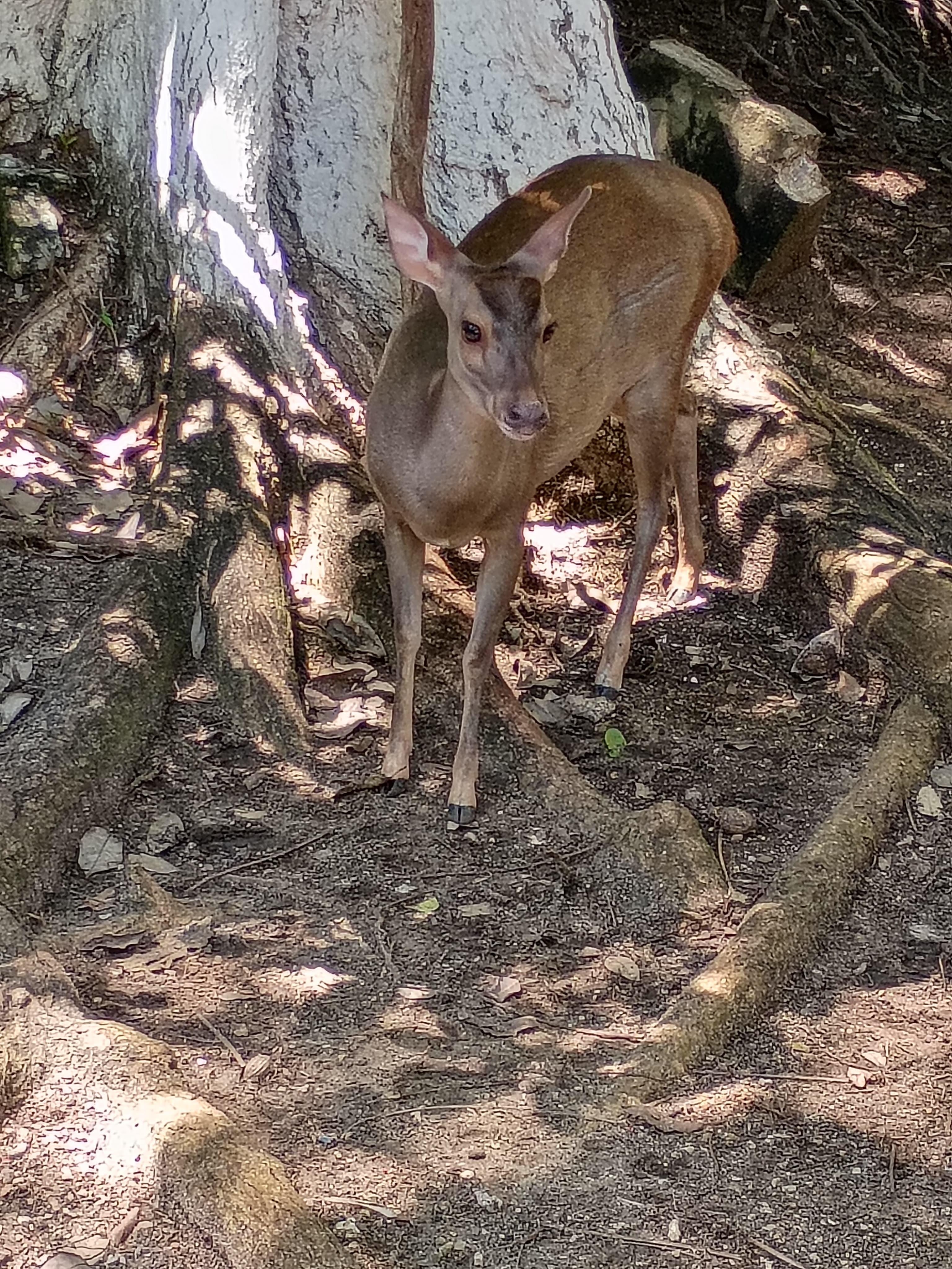 Was nice to see deers and colorful birds running free in the property 
