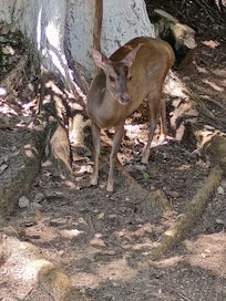 Was nice to see deers and colorful birds running free in the property