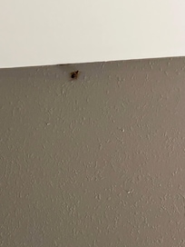 Bedroom roach