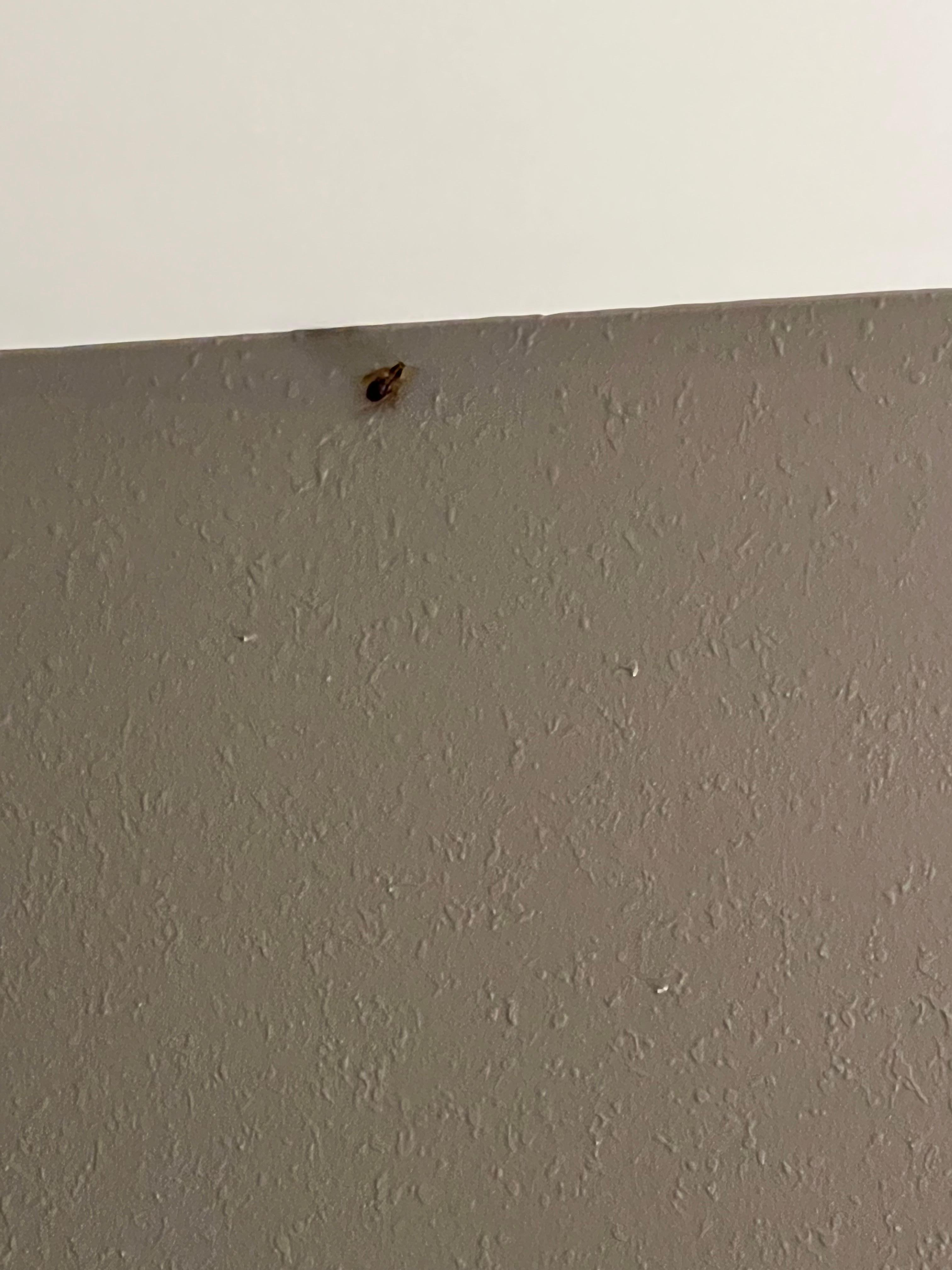 Bedroom roach