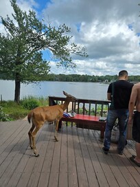 Deer next to us