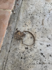 Dead Rat
