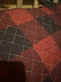 Wish I could post a video here. There were dozens of bugs crawling on the beds.