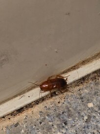 Picture of the cockroach on our bathroom floor