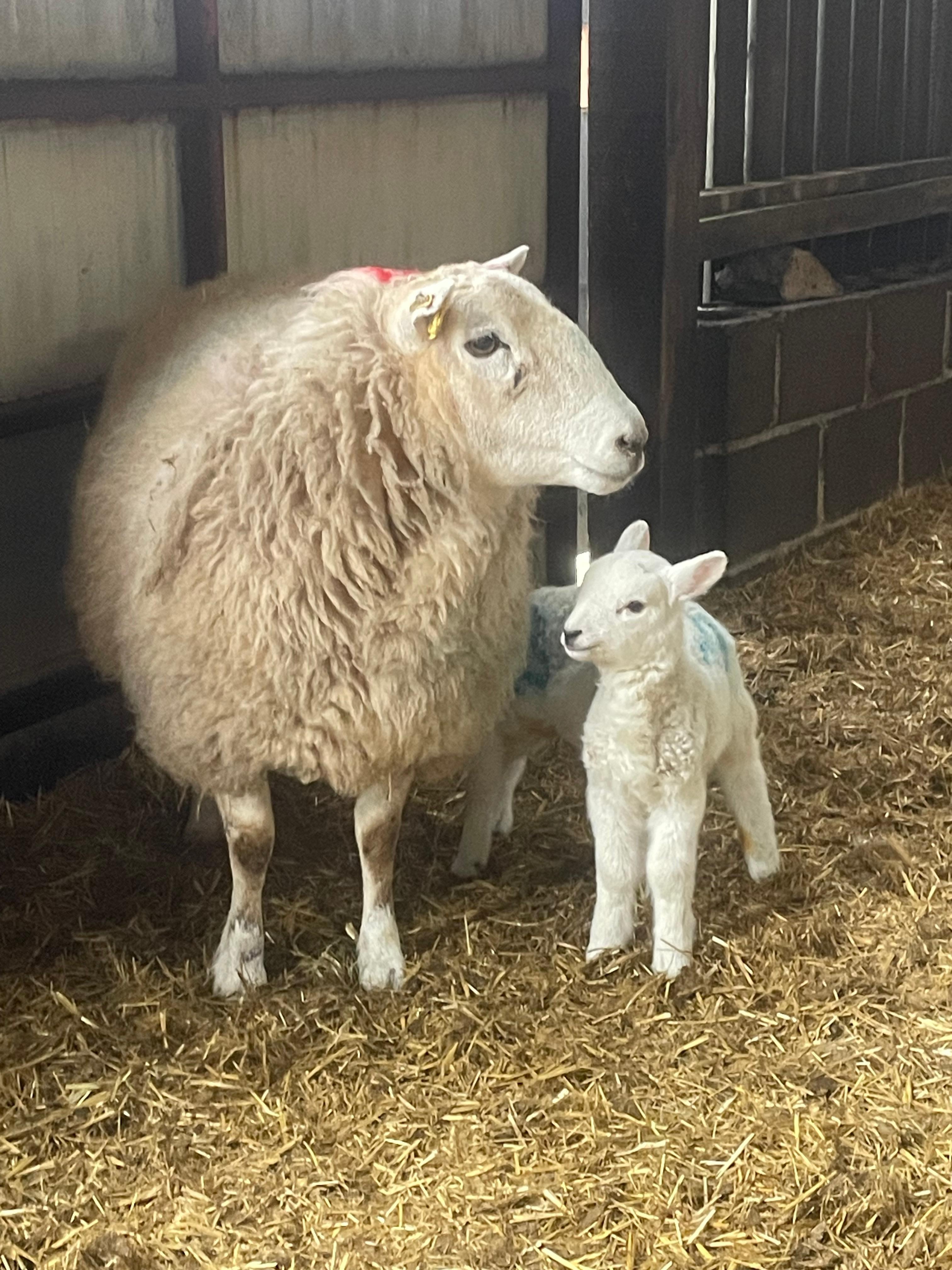 We were able to see the newly born lambs closely.