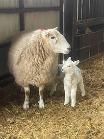 We were able to see the newly born lambs closely.