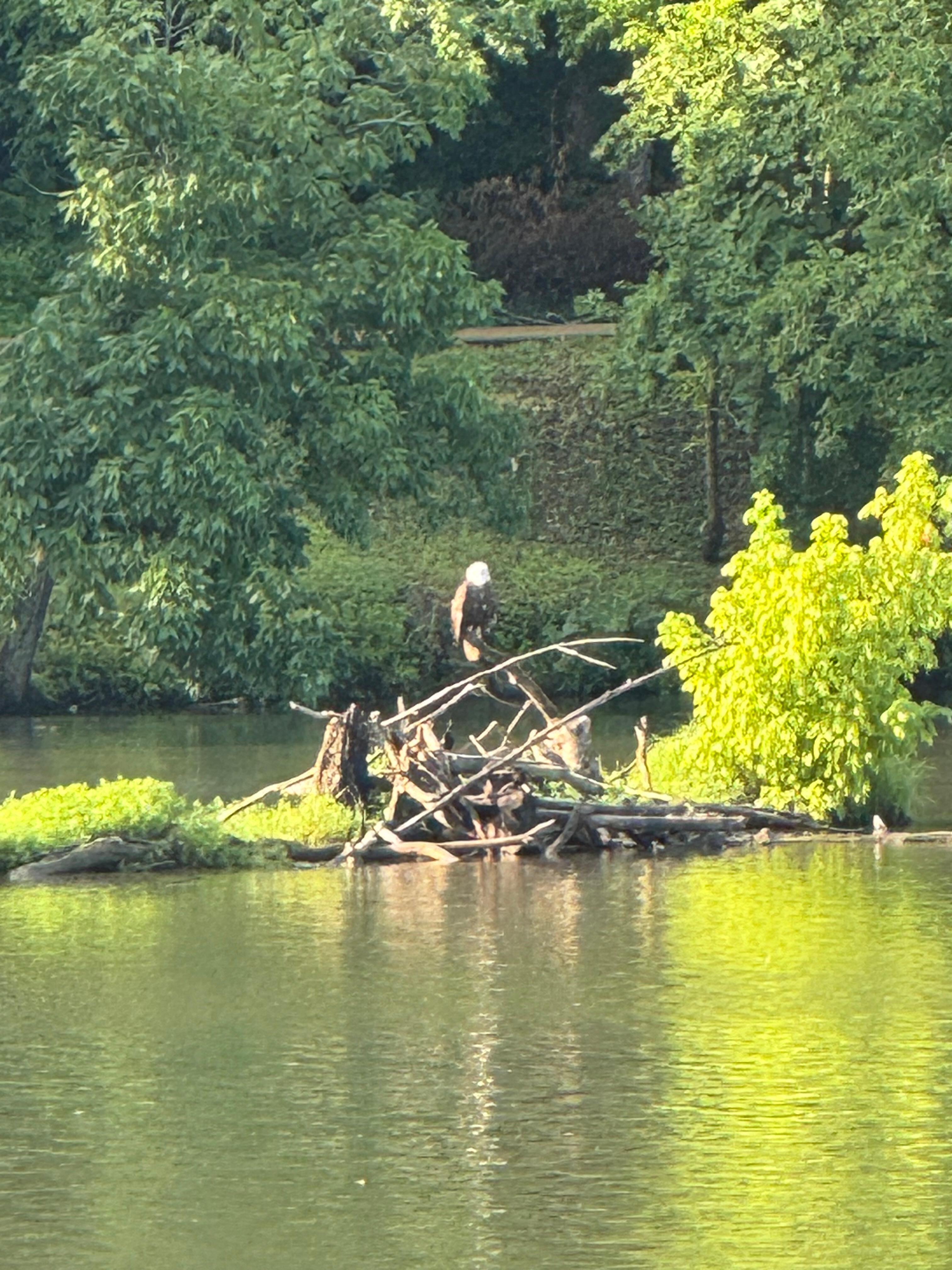 Sitting in the front porch having coffee and look up to see an eagle sitting on a brush pile in the lake 