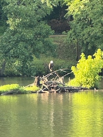 Sitting in the front porch having coffee and look up to see an eagle sitting on a brush pile in the lake