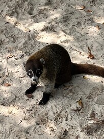 Cute Coati down on the beach