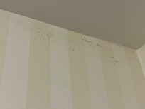 mold