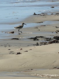 The area was quiet enough that we were able to watch a lot of birds from the balcony.