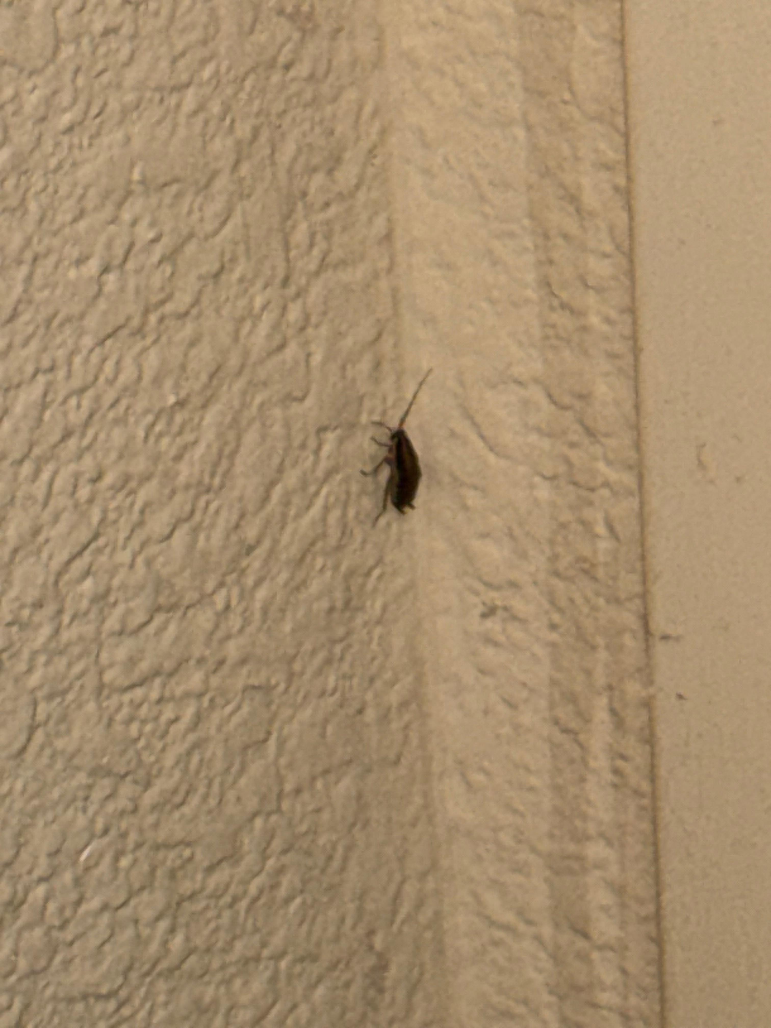 Roaches at entrance of room