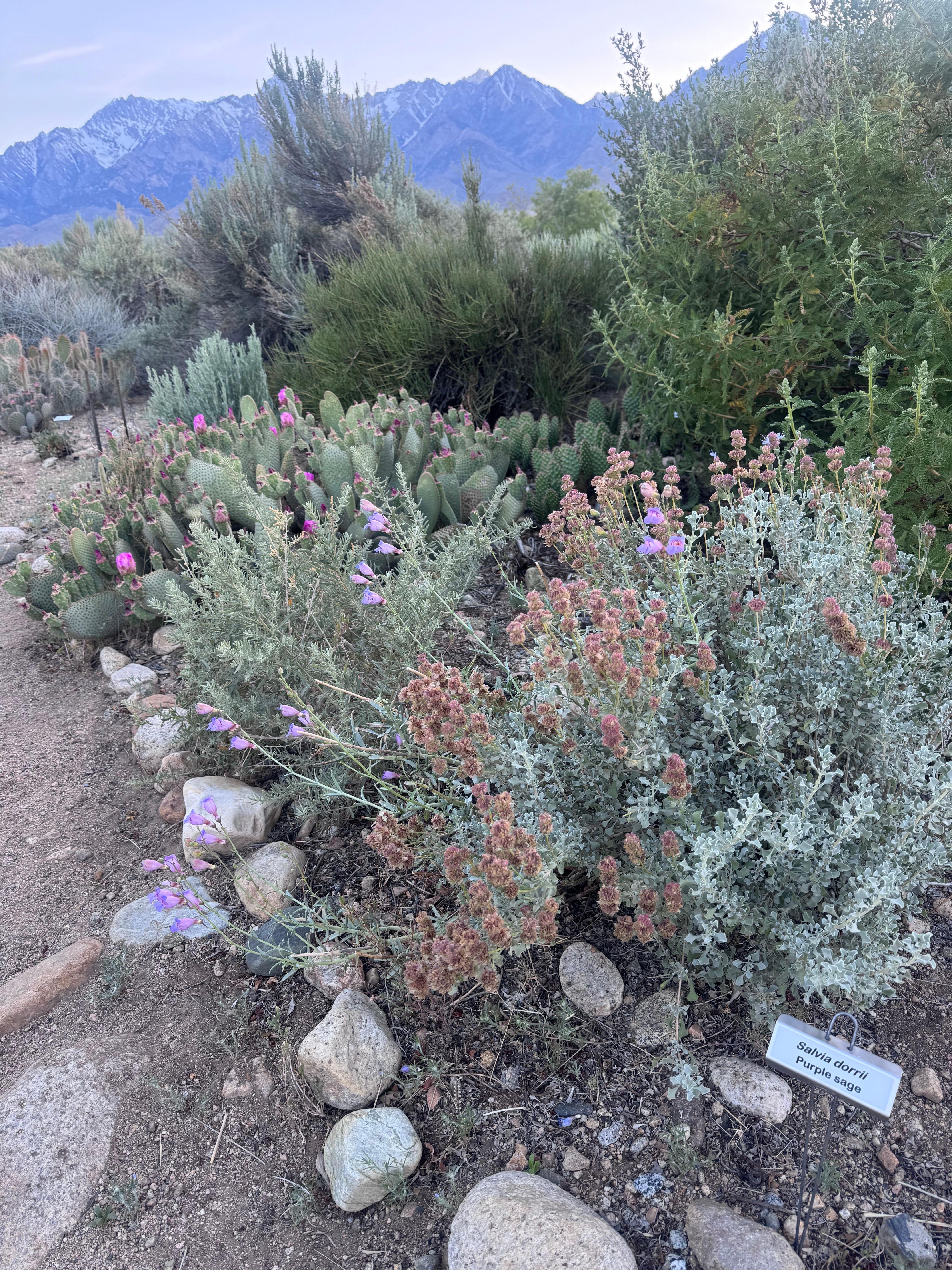 Native plant garden