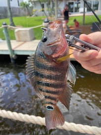 Mayan Cichlid