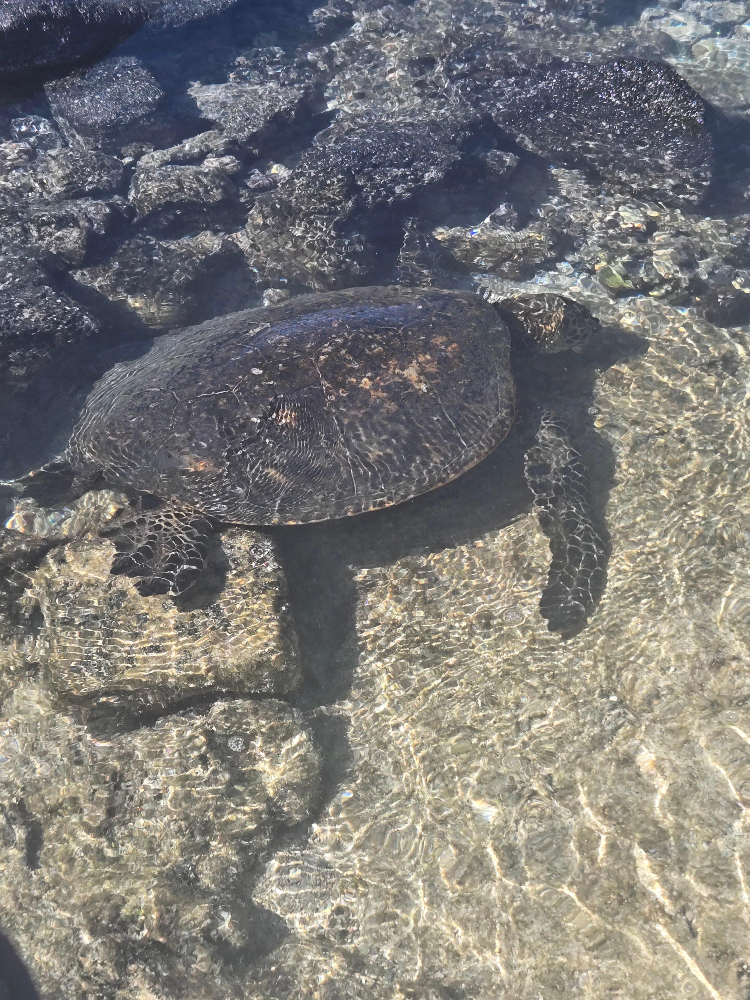 Lucky to see Honu at Kukio Beach