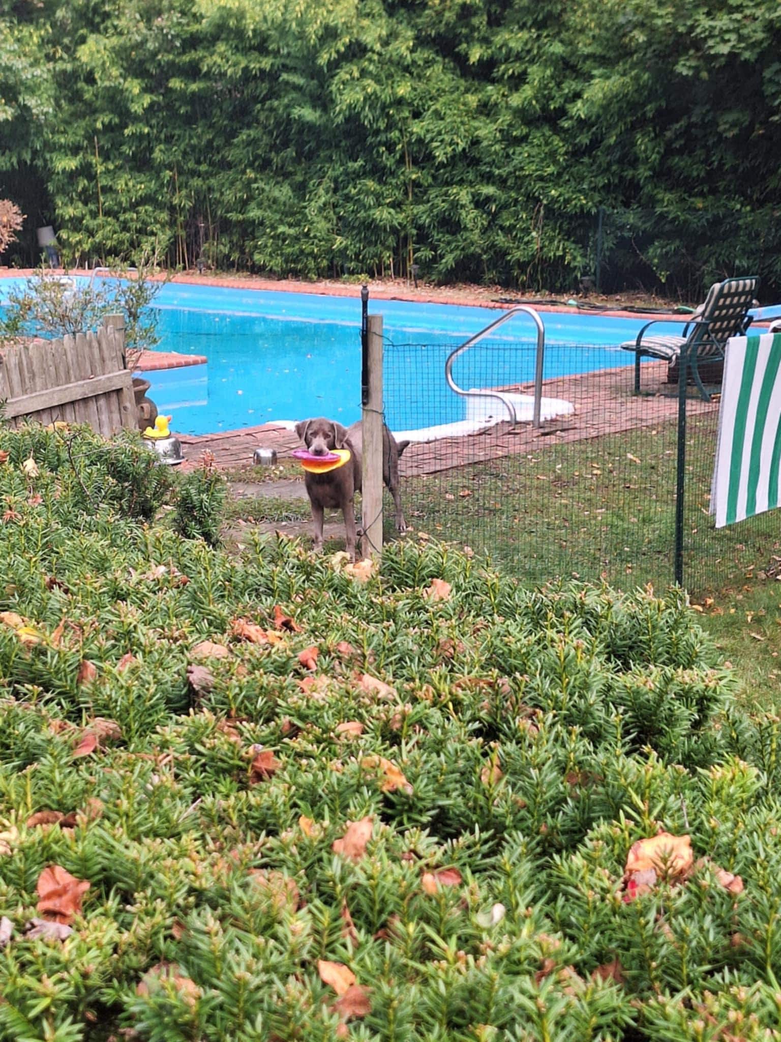 Every morning, waiting patiently to play frisbee! 