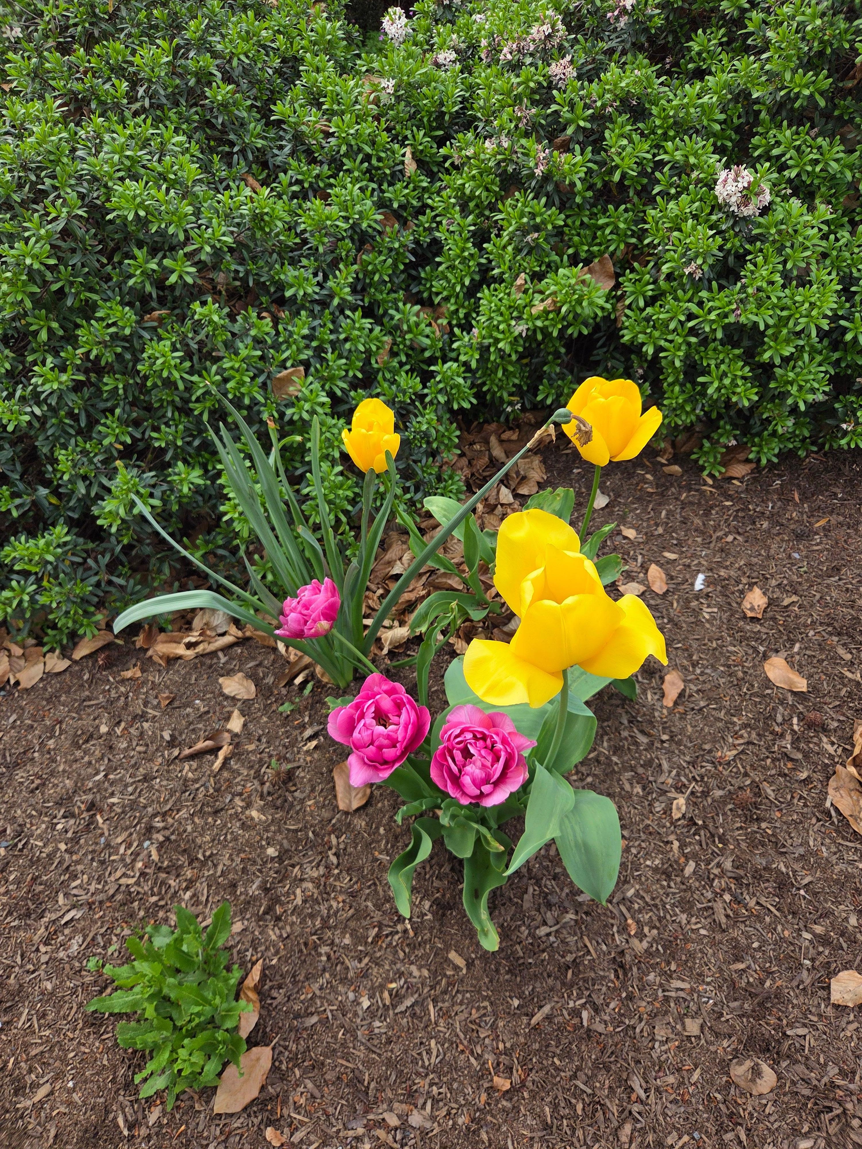 Tulips in bloom
