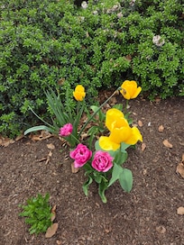 Tulips in bloom