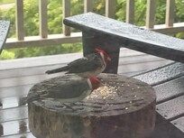 Beautiful little friends!