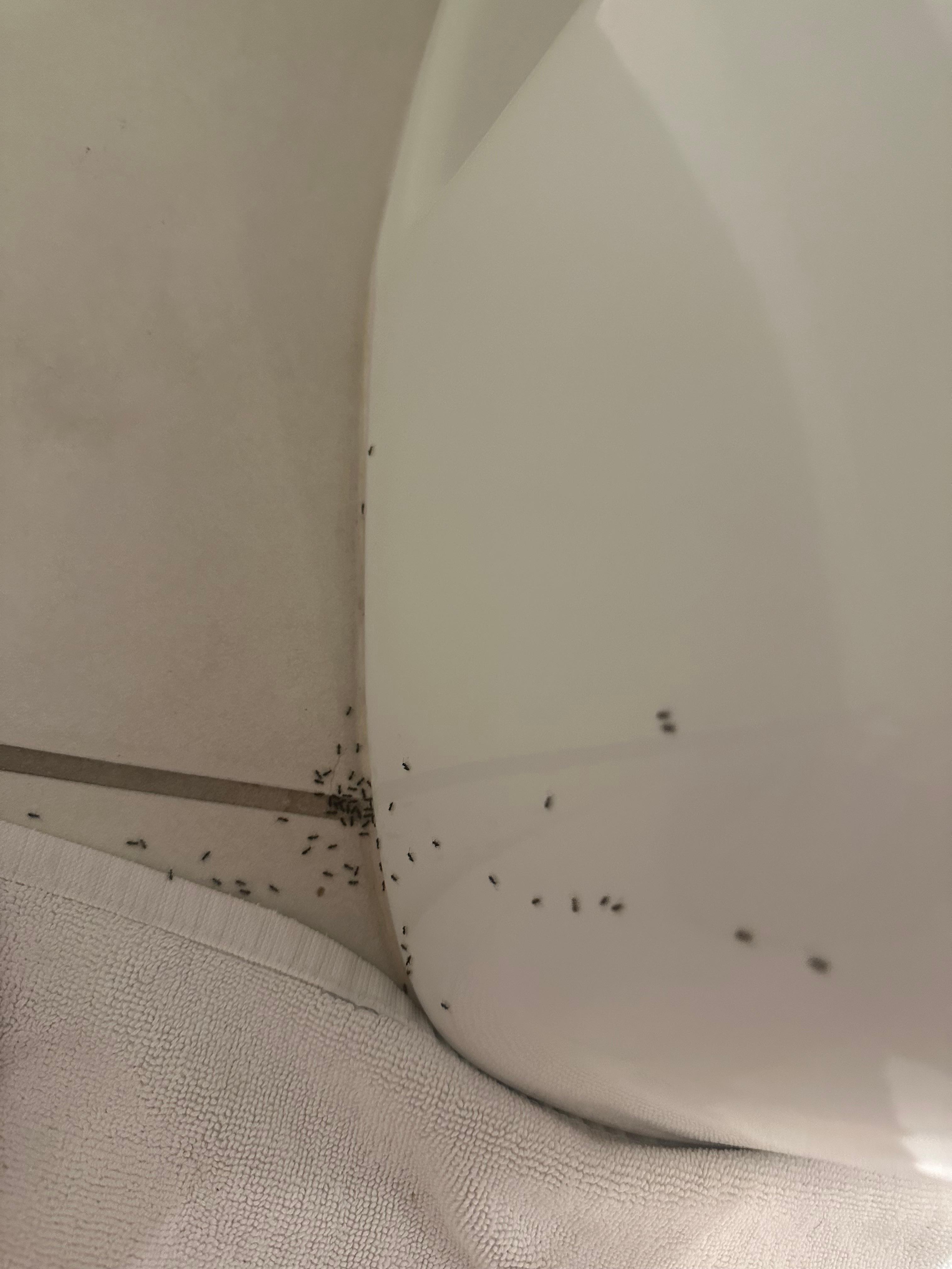 Ants in bathroom
