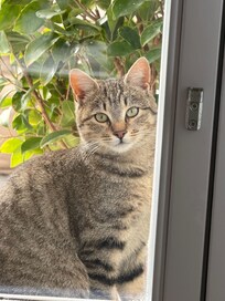 猫ちゃん