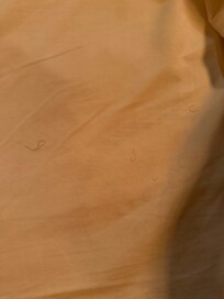 Pubic hair on bed sheets