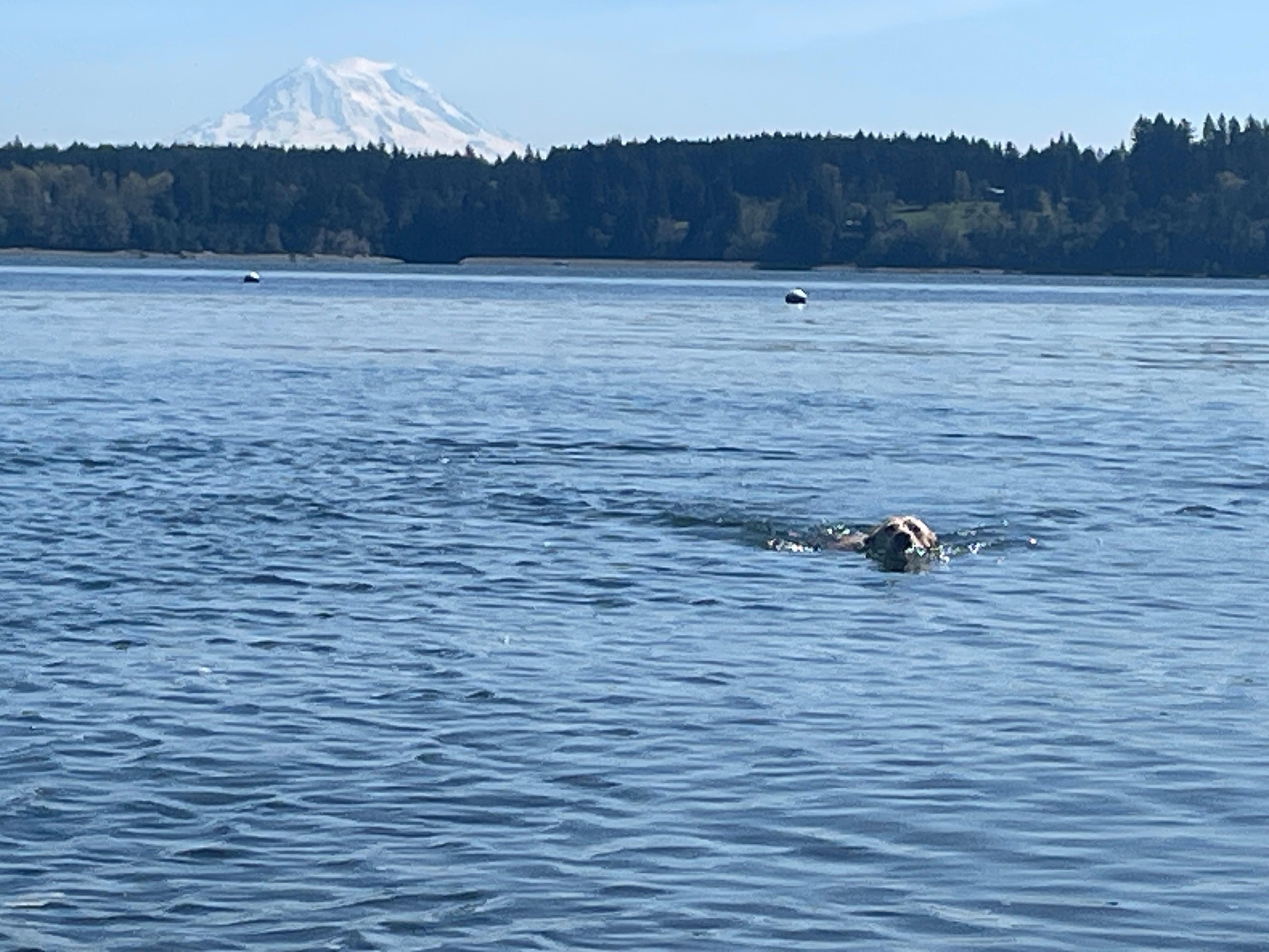 Dog joy!!