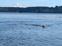 Dog joy!!