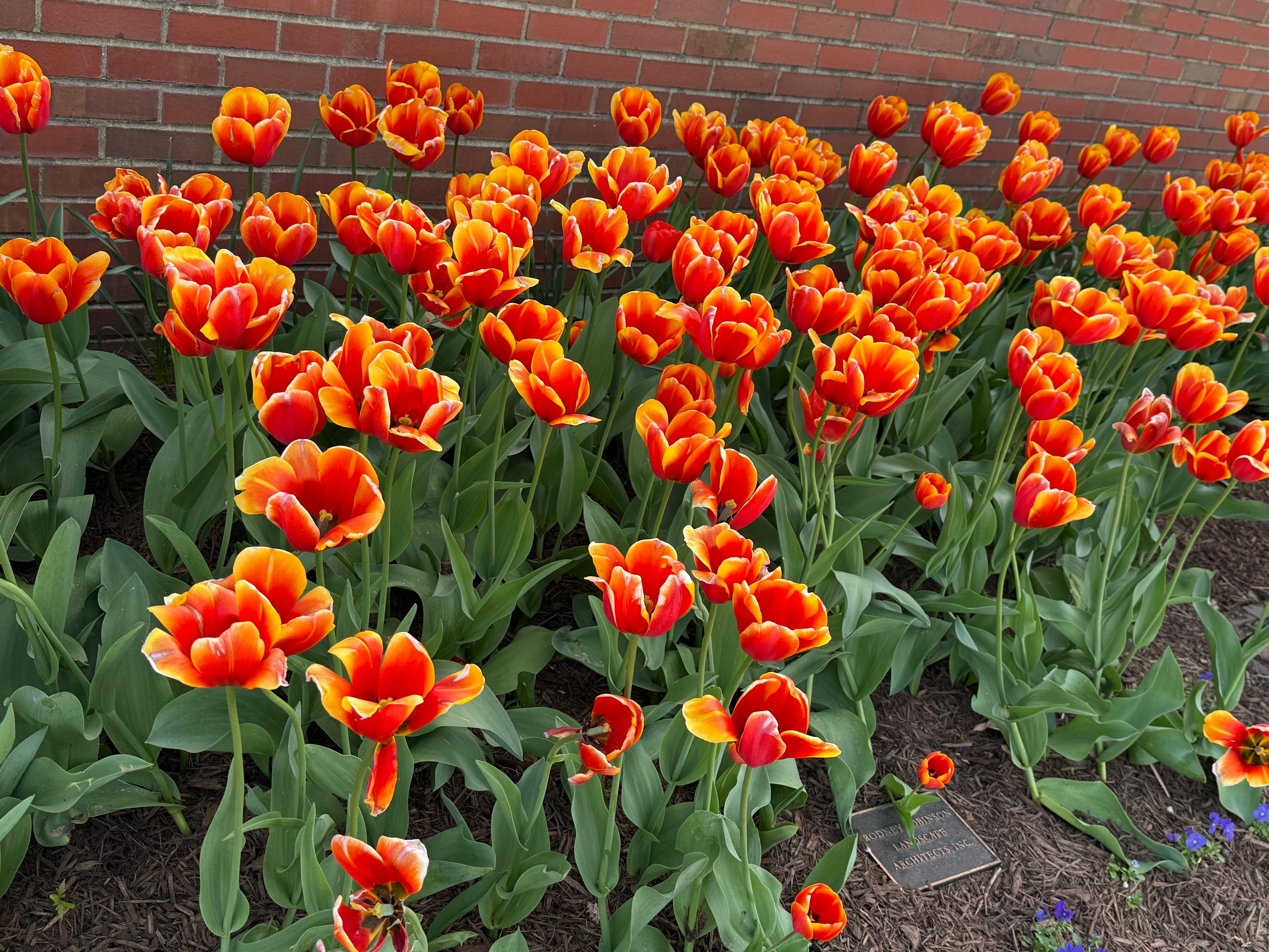 Perfect time to visit and see beautiful Lewes and tulips!